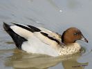 Australian Wood Duck (WWT Slimbridge September 2013) - pic by Nigel Key